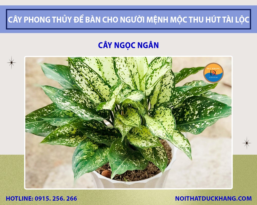 Những loại cây phong thủy để bàn cho người mệnh Mộc - Cây ngọc ngân