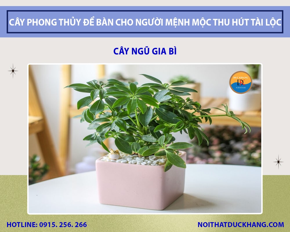 Những loại cây phong thủy để bàn cho người mệnh Mộc - Cây Ngũ gia bì