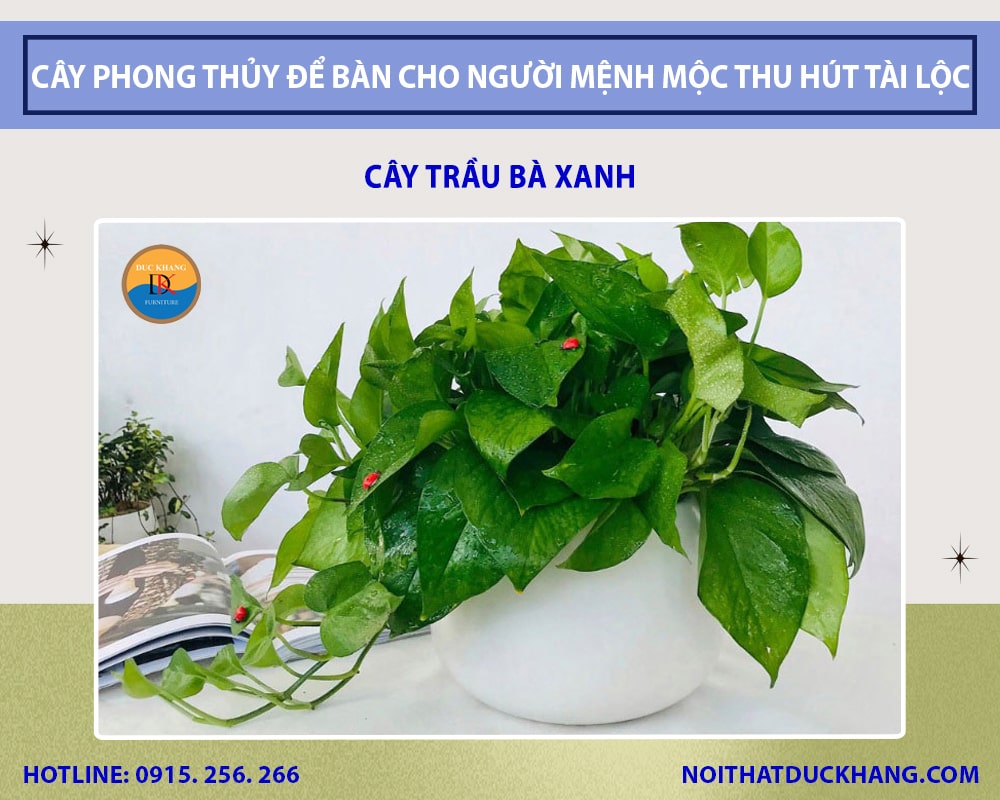 Top 5 cây phong thủy để bàn cho người mệnh Mộc thu hút tài lộc