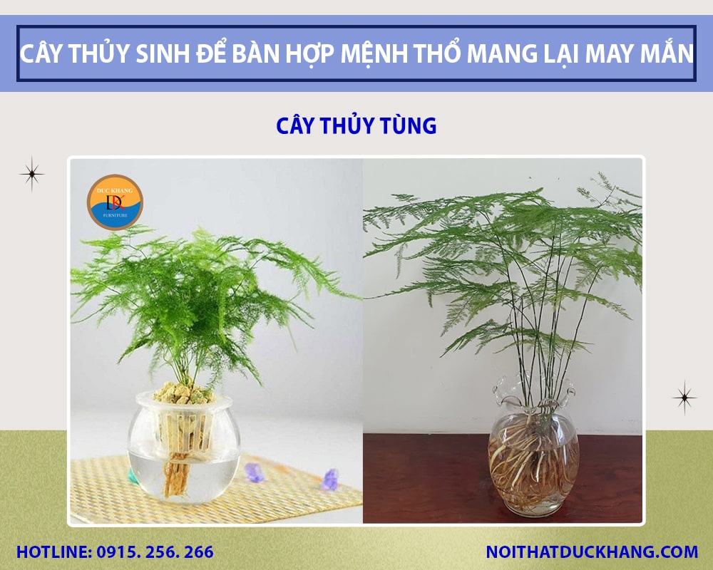 Cây thủy tùng để bàn làm việc mệnh Thổ Cây thủy tùng để bàn làm việc mệnh Thổ