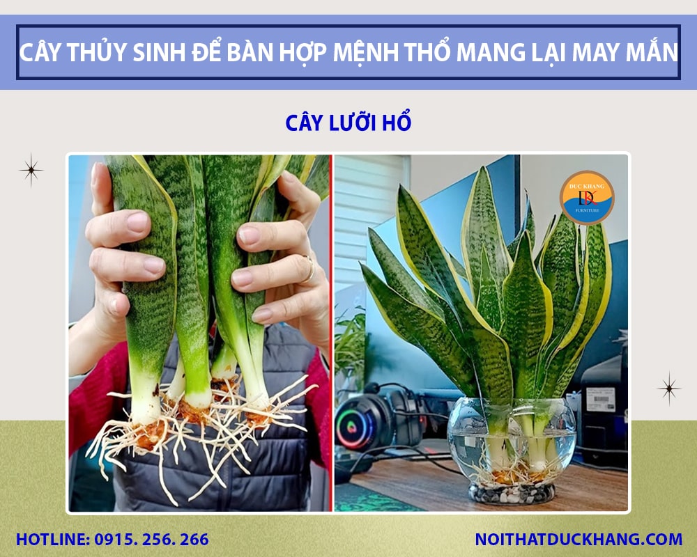 Cây lưỡi hổ để bàn làm việc mệnh Thổ Cây lưỡi hổ để bàn làm việc mệnh Thổ