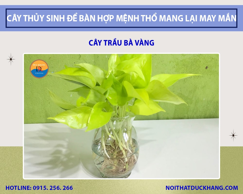 Cây trầu bà vàng để bàn làm việc mệnh Thổ Cây trầu bà vàng để bàn làm việc mệnh Thổ