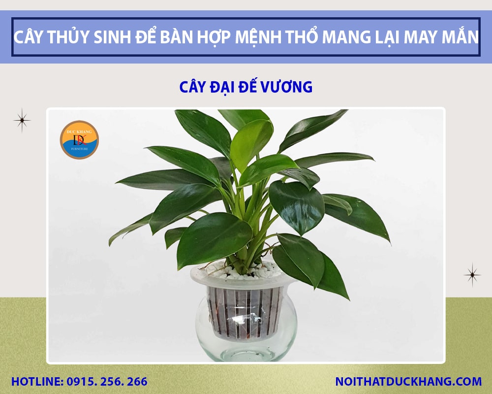 Top 5+ loại cây thủy sinh để bàn hợp mệnh Thổ mang lại may mắn