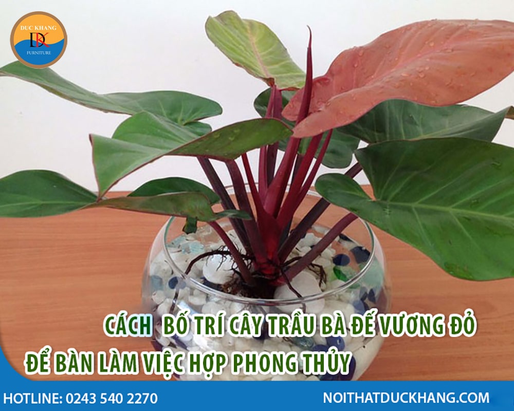 Cách bố trí cây trầu bà đế vương đỏ để bàn hợp phong thủy