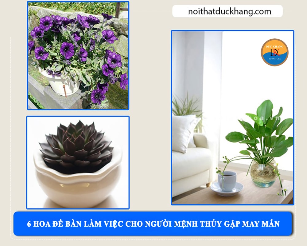 6 hoa để bàn làm việc cho người mệnh Thủy gặp may mắn