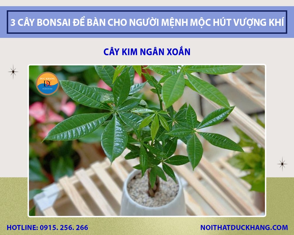Những cây bonsai để bàn cho người mệnh Mộc - Cây kim ngân xoắn Những cây bonsai để bàn cho người mệnh Mộc - Cây kim ngân xoắn