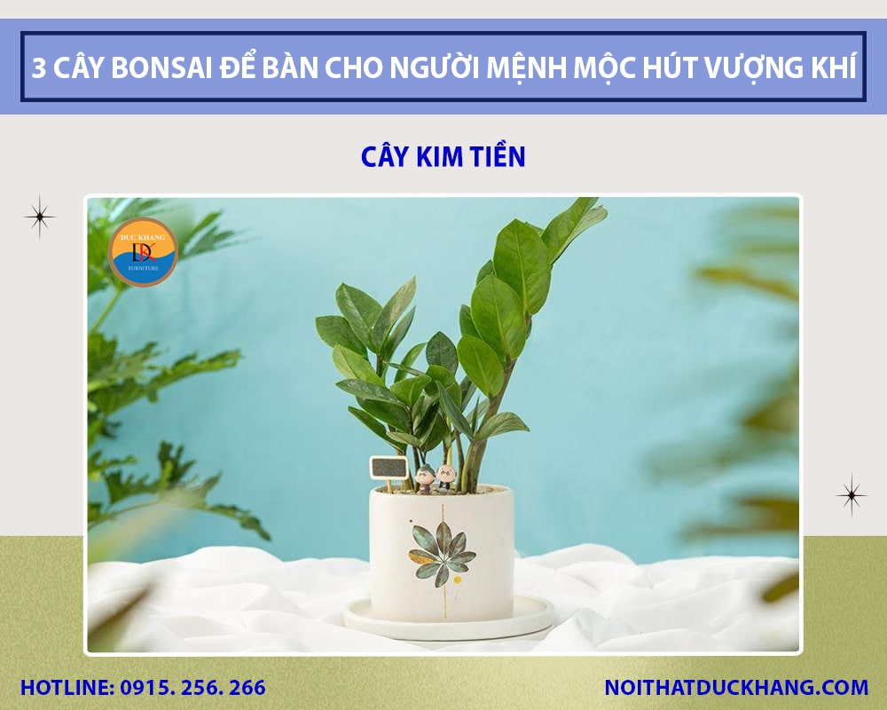 Những cây bonsai để bàn cho người mệnh Mộc - Cây kim tiền Những cây bonsai để bàn cho người mệnh Mộc - Cây kim tiền