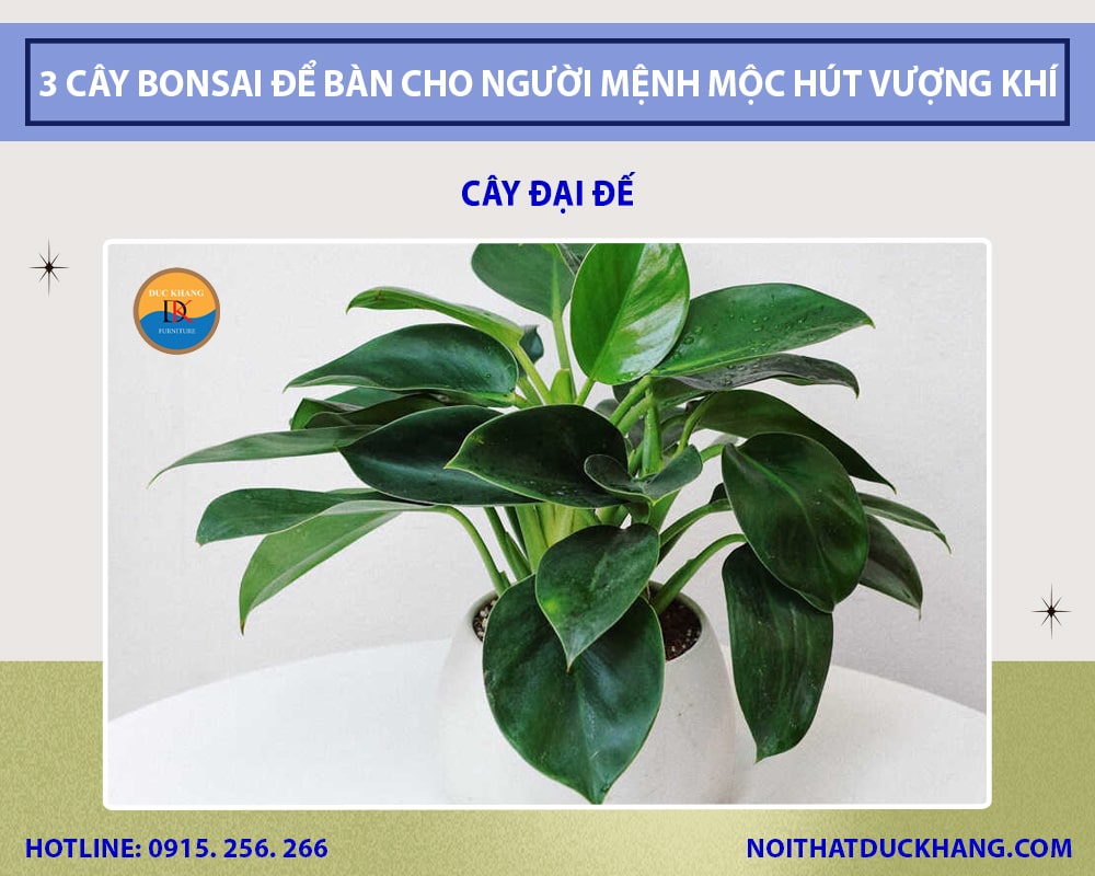 Những cây bonsai để bàn cho người mệnh Mộc - Cây đại đế Những cây bonsai để bàn cho người mệnh Mộc - Cây đại đế