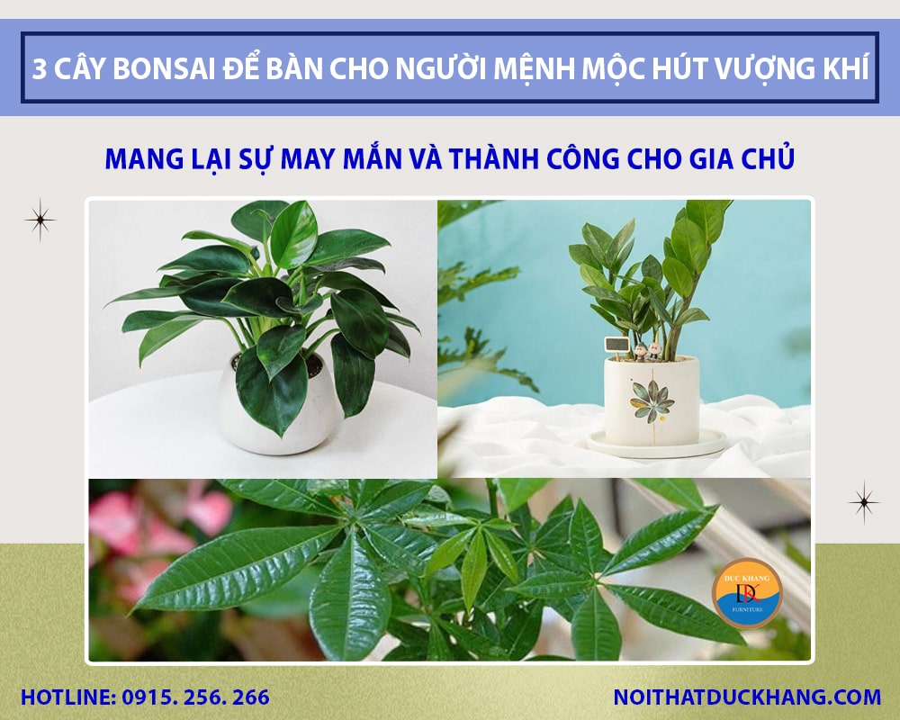 Top 3 cây bonsai để bàn cho người mệnh Mộc thu hút vượng khí