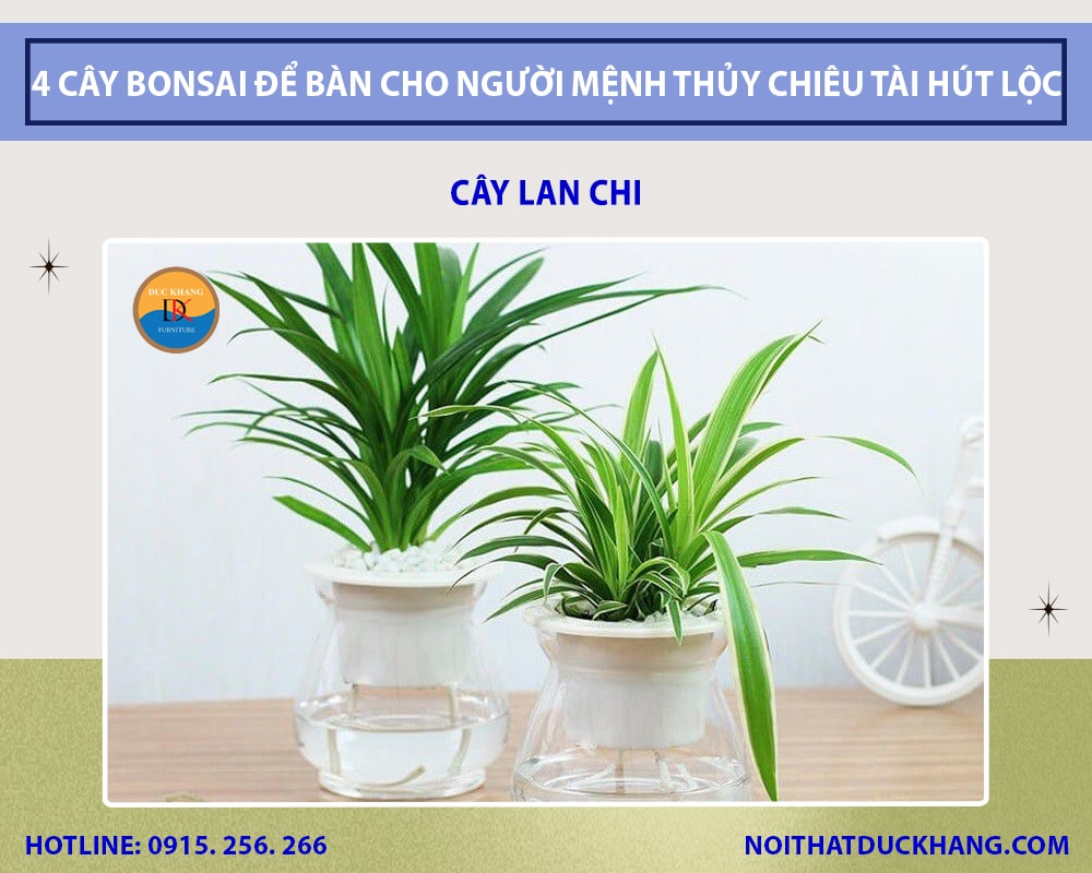 Cây Lan Chi cho người mệnh Thủy