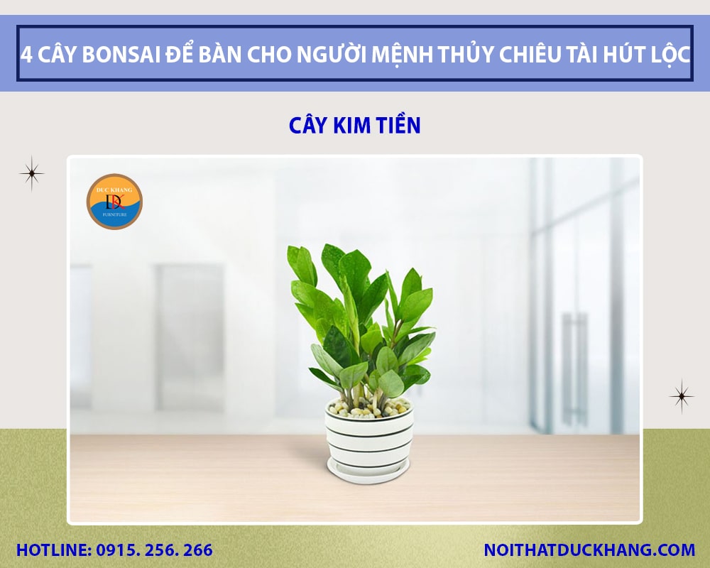 Cây kim tiền cho người mệnh Thủy