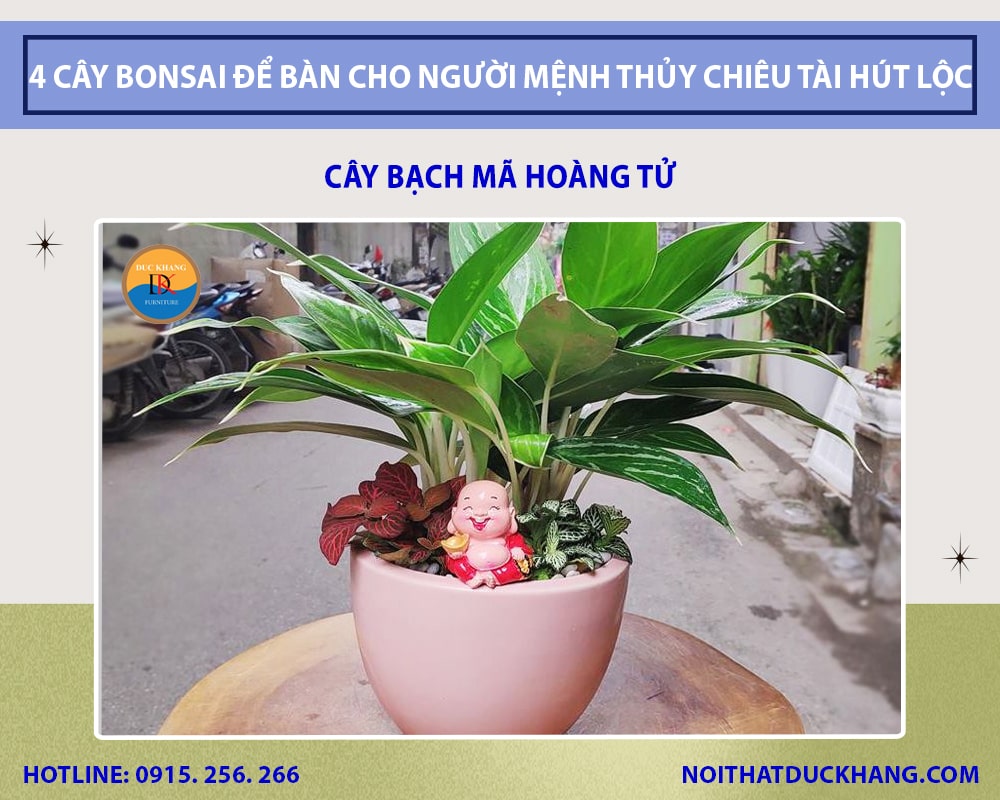 Cây bạch mã hoàng tử cho người mệnh Thủy