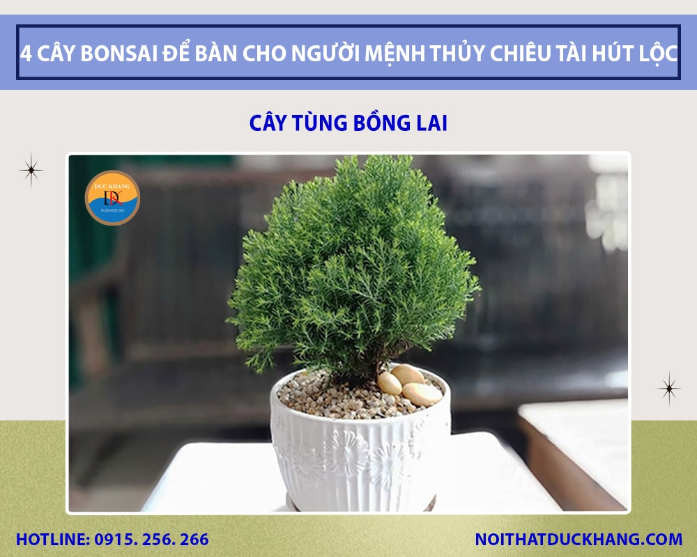 Cây tùng bồng lai cho người mệnh Thủy