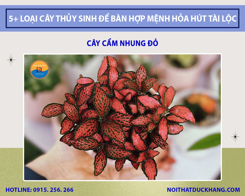 Cây cẩm nhung đỏ thủy sinh để bàn làm việc Cây cẩm nhung đỏ thủy sinh để bàn làm việc
