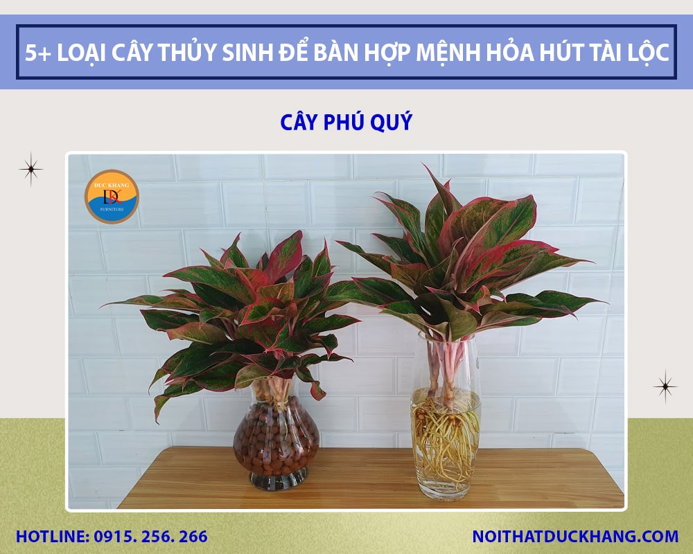 Cây phú quý thủy sinh để bàn làm việc Cây phú quý thủy sinh để bàn làm việc