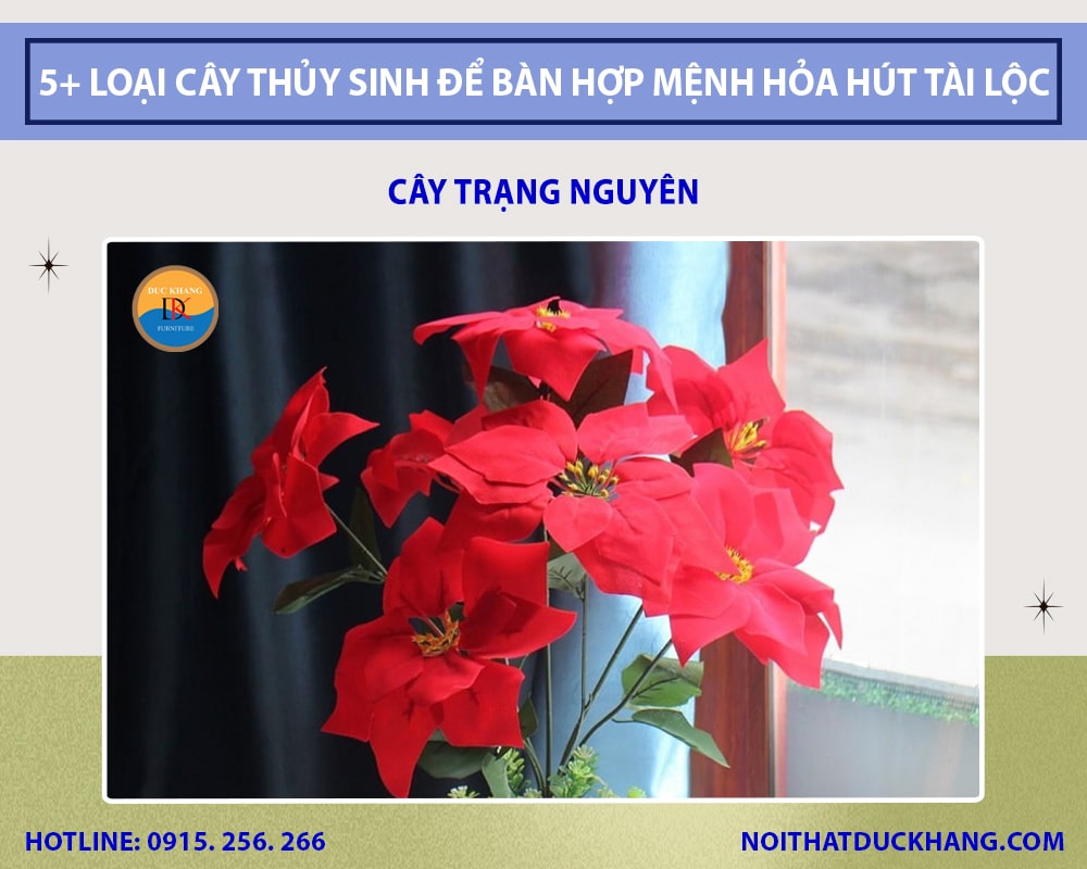 Cây trạng nguyên thủy sinh để bàn làm việc Cây trạng nguyên thủy sinh để bàn làm việc