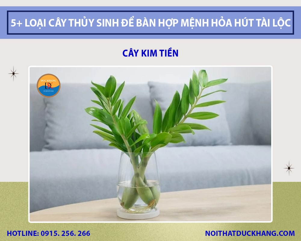 Cây kim tiền thủy sinh để bàn làm việc Cây kim tiền thủy sinh để bàn làm việc