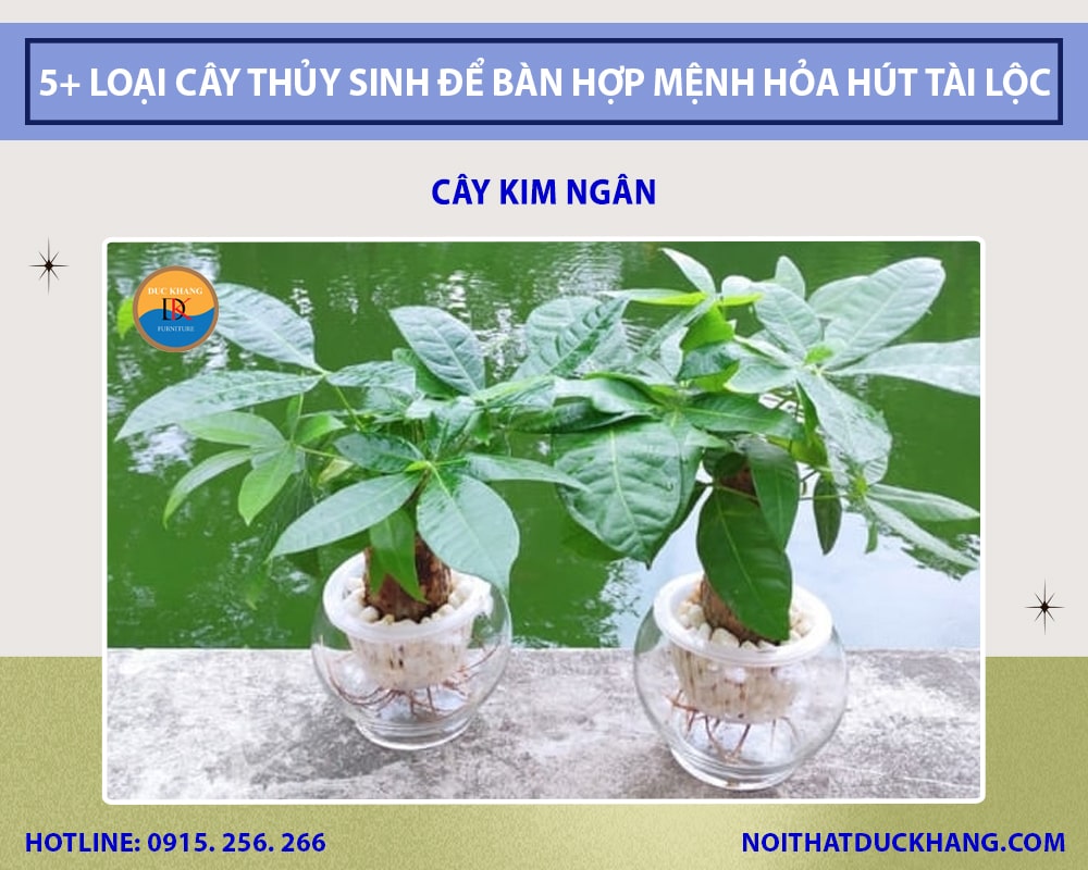 Cây kim ngân thủy sinh để bàn làm việc Cây kim ngân thủy sinh để bàn làm việc