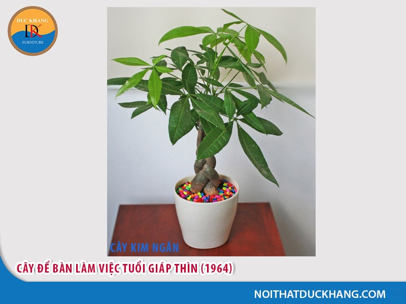 Cây để bàn làm việc tuổi Giáp Thìn (1964) - mệnh Hỏa