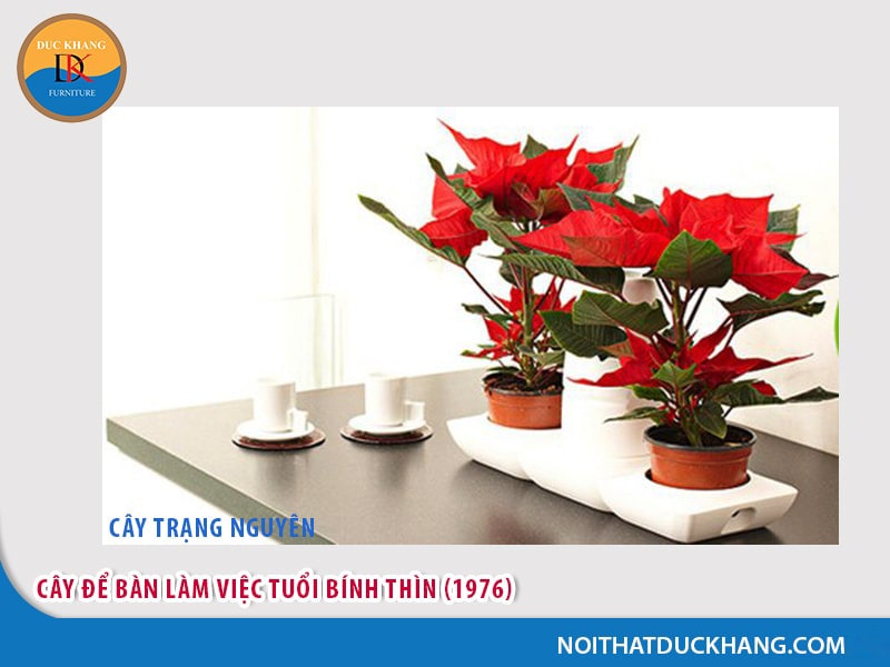 Cây để bàn làm việc tuổi Bính Thìn (1976) - mệnh Thổ