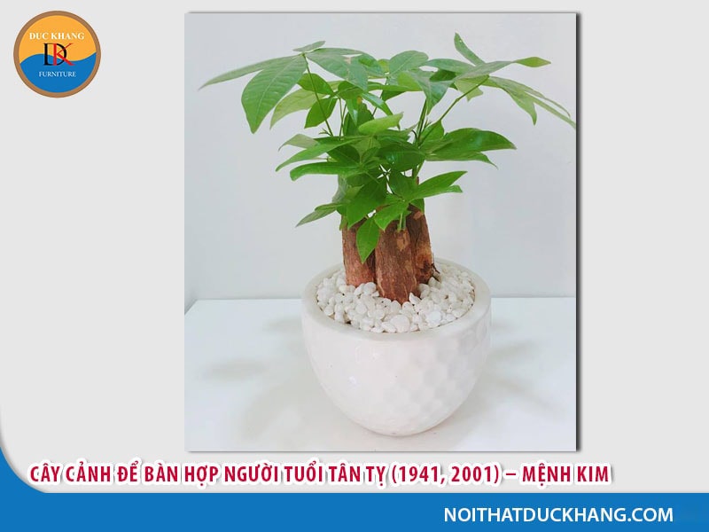 Cây cảnh để bàn hợp người tuổi Tân Tỵ (1941, 2001) – Mệnh Kim