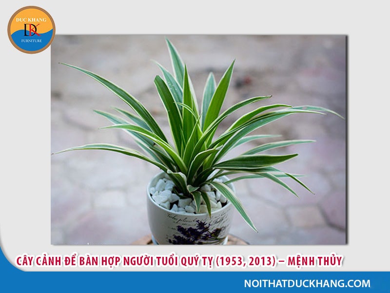 Cây cảnh để bàn hợp người tuổi Quý Tỵ (1953, 2013) – Mệnh Thủy