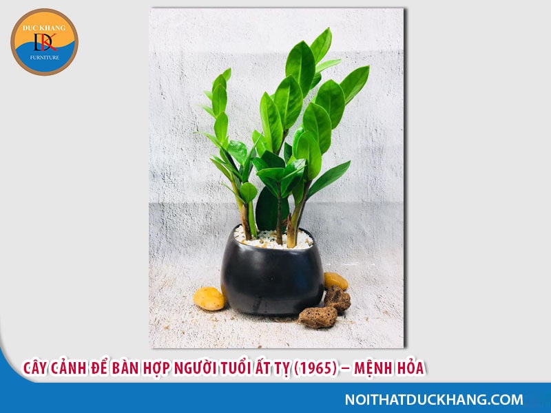 Cây để bàn tuổi Tỵ - Ất Tỵ (1965) – Mệnh Hỏa