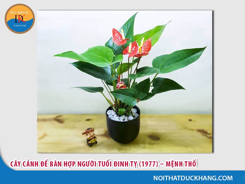 Cây cảnh để bàn hợp người tuổi Đinh Tỵ (1977) – Mệnh Thổ