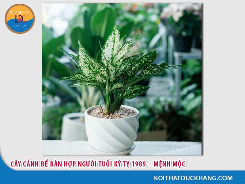 Cây cảnh để bàn hợp người tuổi Kỷ Tỵ (1989) – Mệnh Mộc