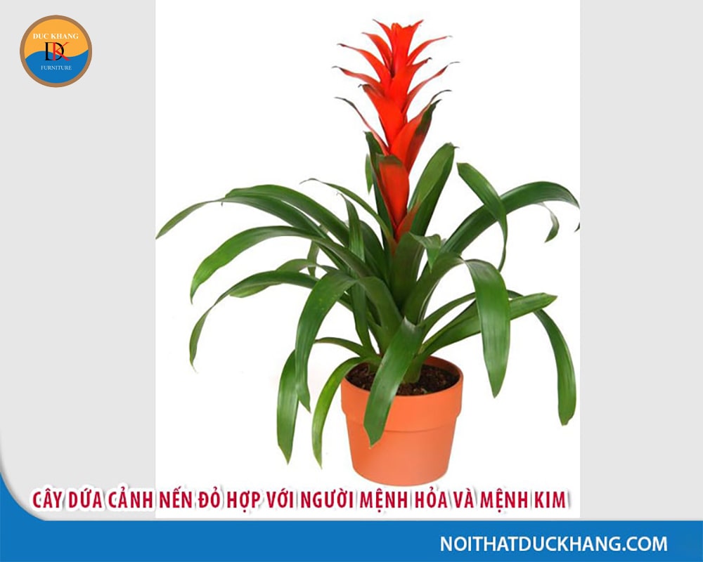 Cây dứa cảnh nến đỏ hợp với người mệnh Hỏa và mệnh Kim