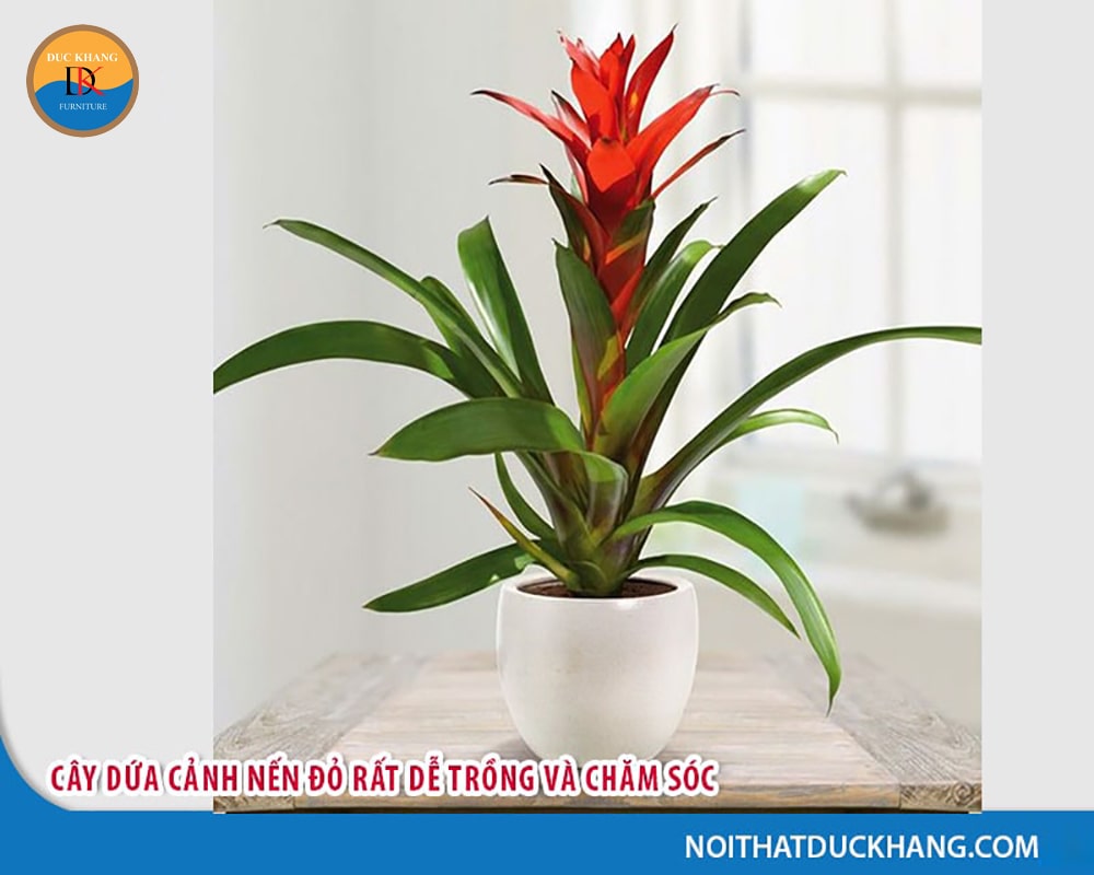 Cây dứa cảnh nến đỏ rất dễ trồng và chăm sóc