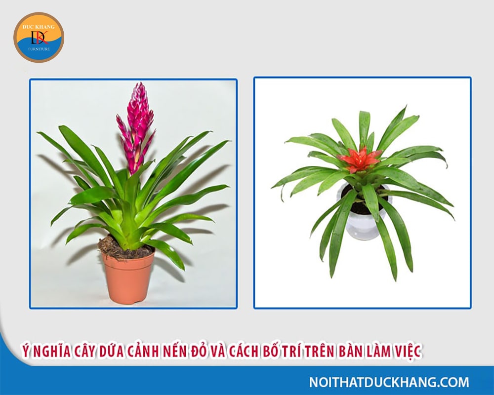 Ý nghĩa cây dứa cảnh nến đỏ và cách bố trí trên bàn làm việc
