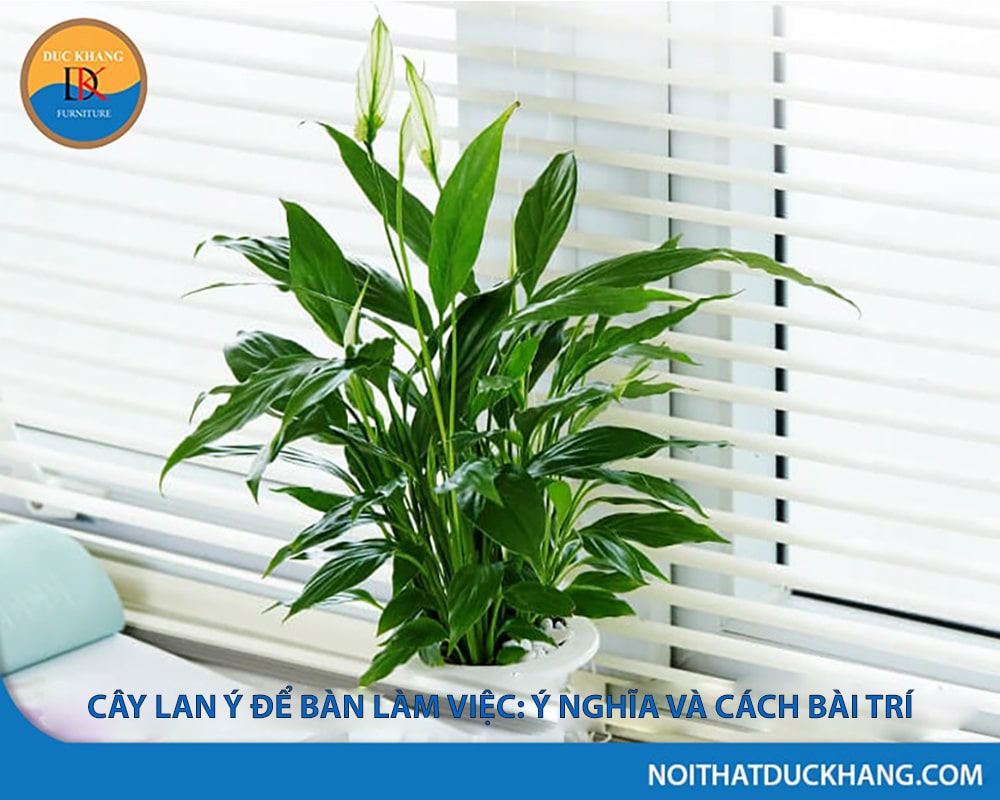 Cây Lan ý để bàn làm việc: Ý nghĩa và cách bài trí