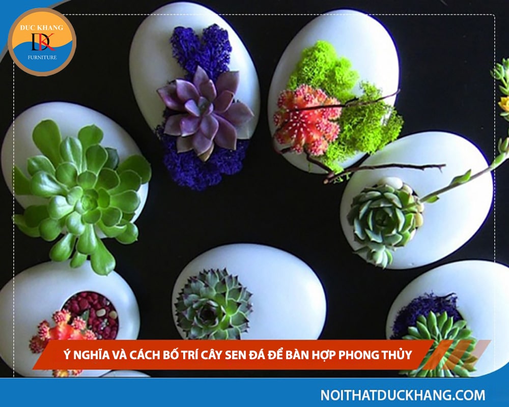 Ý nghĩa và cách bố trí cây sen đá để bàn hợp phong thủy