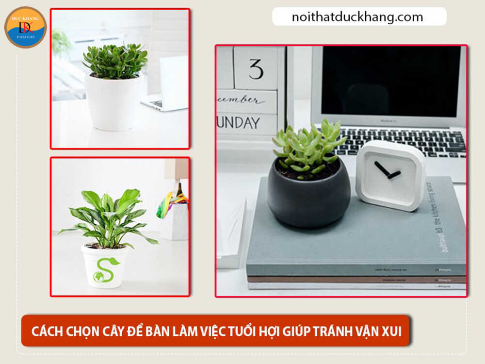 Cách chọn cây để bàn làm việc tuổi Hợi giúp tránh vận xui