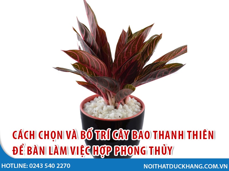 cay bao thanh thien