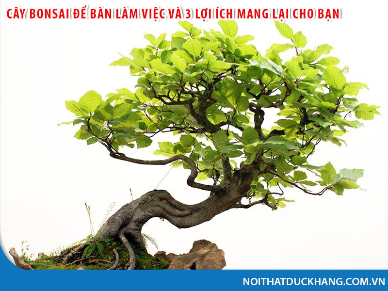 cay bonsai de ban lam viec