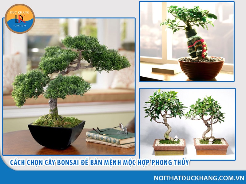 cay bonsai menh moc