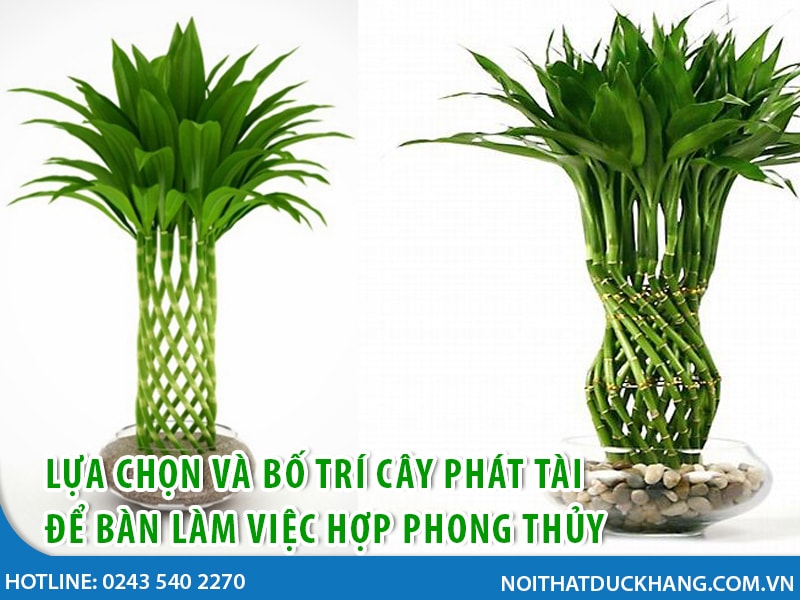 cay than tai de ban lam viec