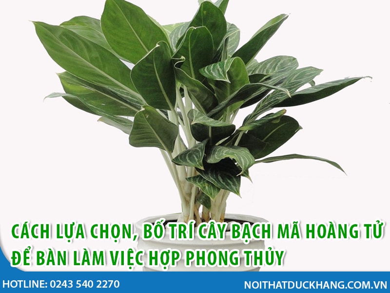 chon cay bach ma hoang tu 1