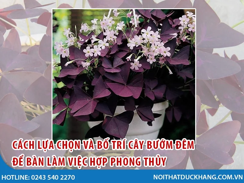 hoa buom dem de ban