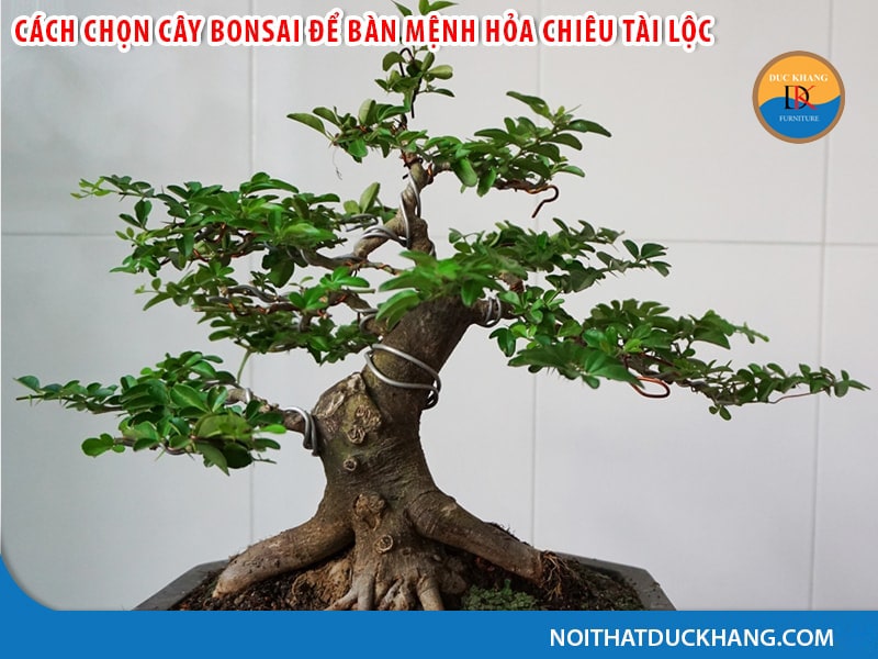 Top 5 cây bonsai để bàn cho người mệnh Hỏa chiêu tài lộc