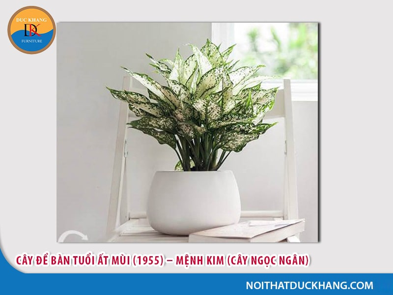 Cây để bàn làm việc tuổi Mùi - Ất Mùi (1955) – Mệnh Kim