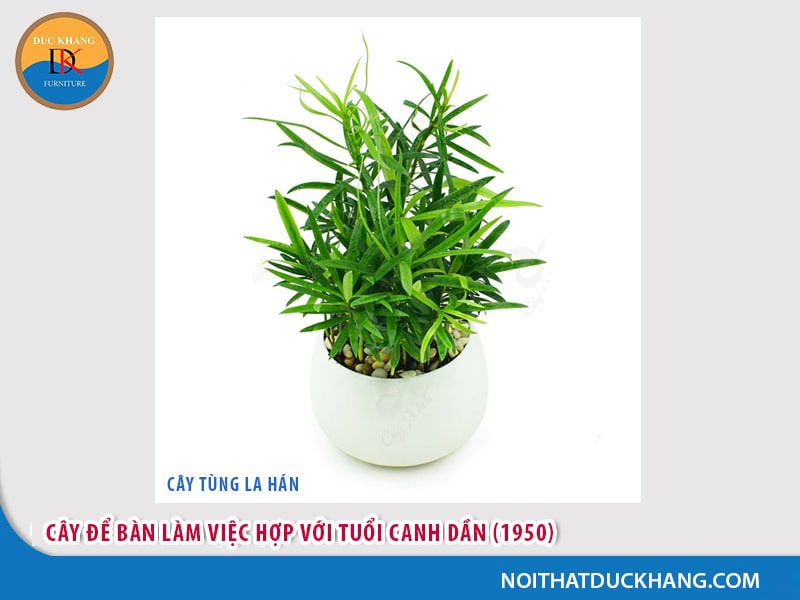 Cây để bàn làm việc tuổi Dần - Canh Dần 1950