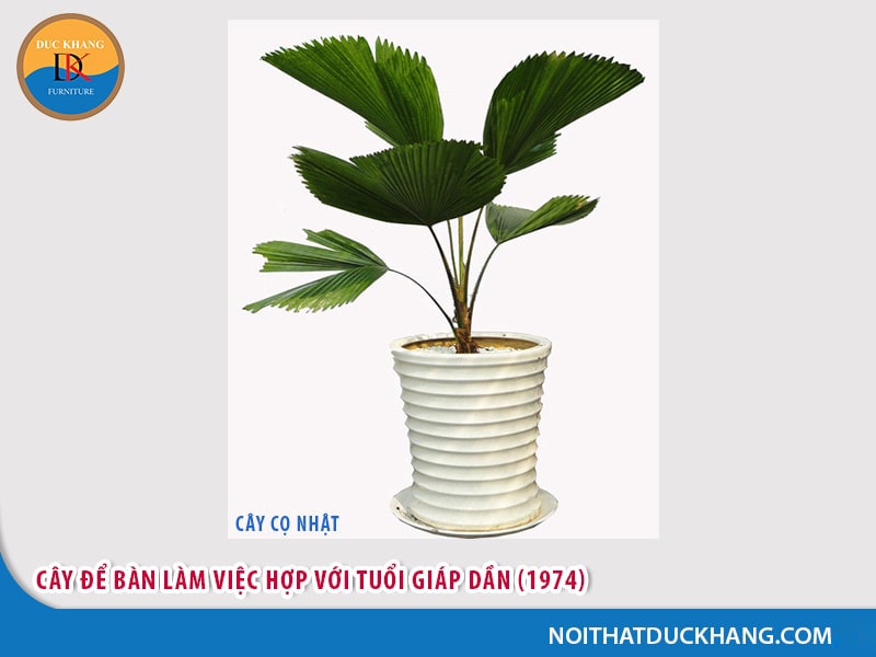 Cây để bàn làm việc tuổi Dần - Giáp Dần 1974