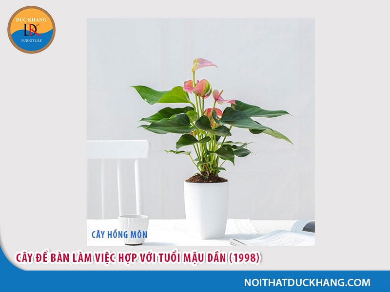 Cây để bàn làm việc tuổi Dần - Mậu Dần 1998