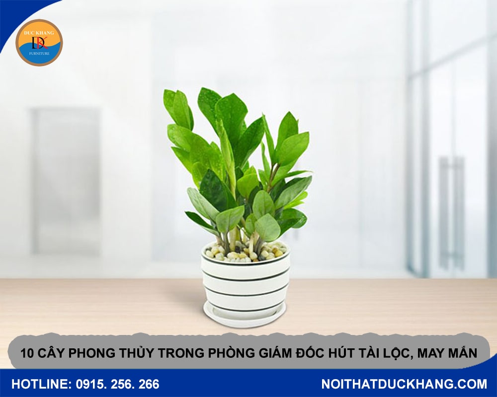 10 cây phong thủy trong phòng giám đốc hút tài lộc, may mắn - cây kim tiền