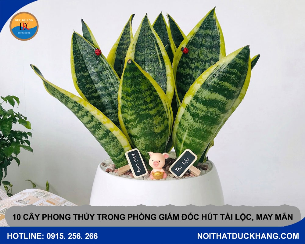 10 cây phong thủy trong phòng giám đốc hút tài lộc, may mắn - Cây lưỡi hổ