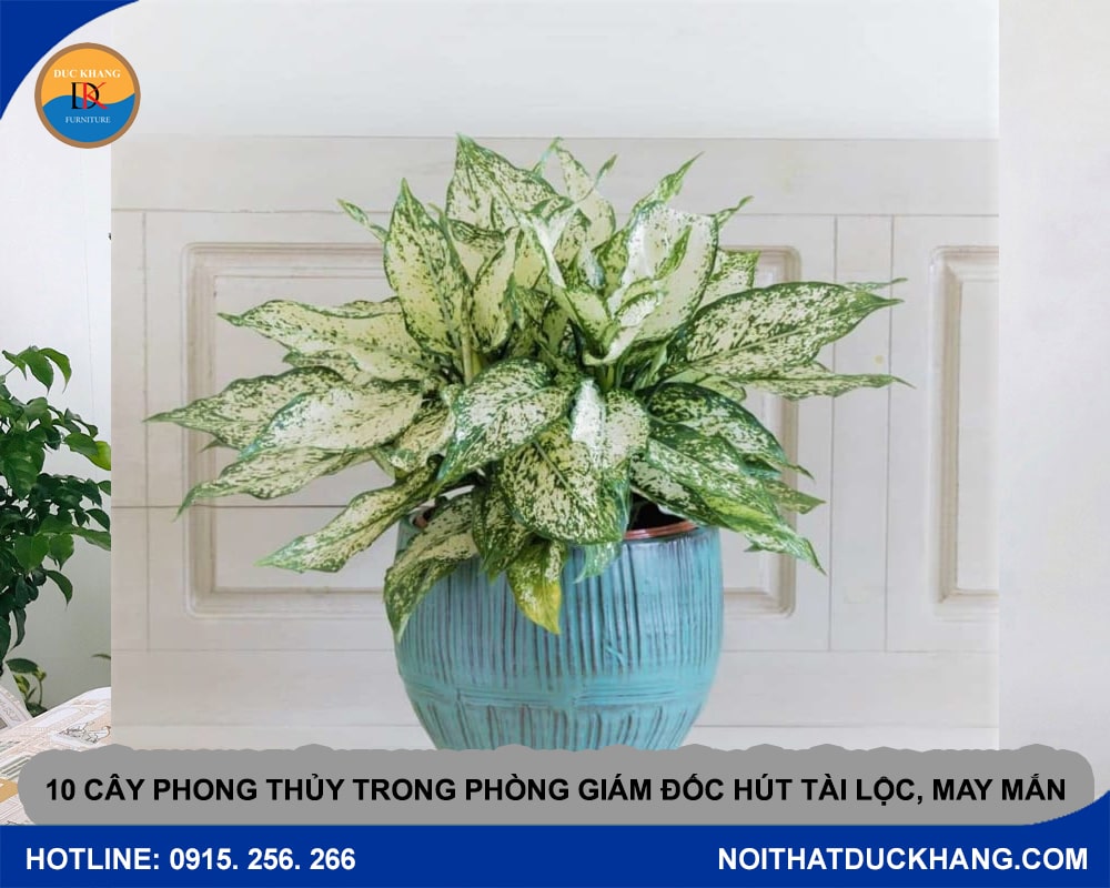 10 cây phong thủy trong phòng giám đốc hút tài lộc, may mắn - Cây Ngọc Ngân