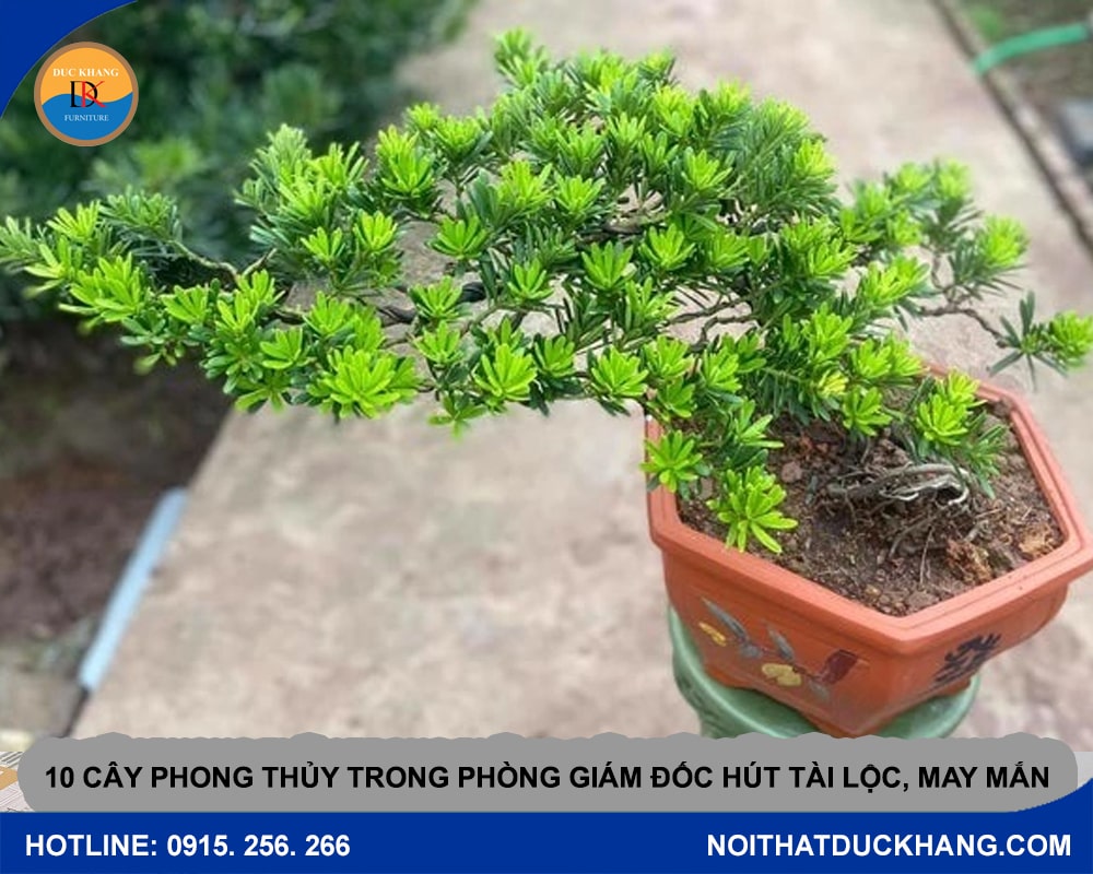 10 cây phong thủy trong phòng giám đốc hút tài lộc, may mắn - Cây Tùng La Hán